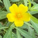 Ludwigia grandiflora Kukka