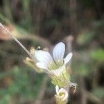 Saxifraga granulata Λουλούδι