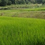 Oryza sativa Leaf