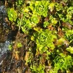 Saxifraga aquatica Blüte