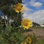 Tithonia tubaeformis Bloem