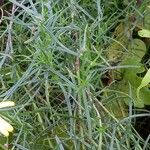 Senecio inaequidens Leaf