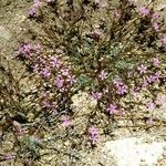 Gilia ophthalmoides Habit