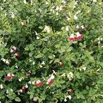 Salvia × jamensisBlomst