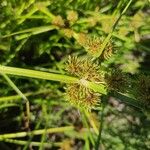 Cyperus difformis Fula