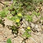 Potentilla supina Arall