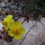 Helianthemum oelandicum Blüte