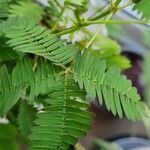 Mimosa sensitiva Leaf