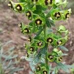 Euphorbia characiasFlower