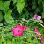 Linum grandiflorumFlors