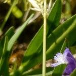 Polygala alpestris Blatt