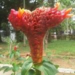 Costus spicatus Flower