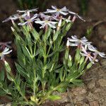 Phlox longifolia Hàbitat