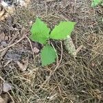 Quercus michauxii Leaf