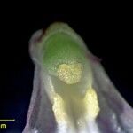 Ionopsis utricularioides Other