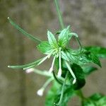 Epilobium roseum Fuelha