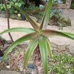 Aloe vaombe Deilen