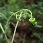 Adiantum trapeziforme पत्ता