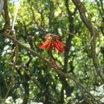 Erythrina corallodendrum Cvet