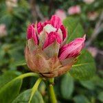 Rhododendron aureum Квітка