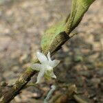 Eggelingia gabonensis फूल