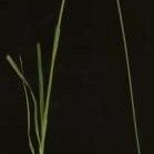 Carex cephalophora Συνήθη χαρακτηριστικά