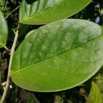 Diospyros areolata Leaf