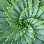 Aloe polyphylla Blad