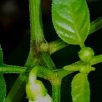 Capsicum annuum 樹皮