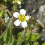 Saxifraga androsacea 花