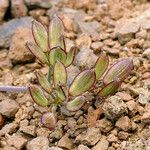 Lomatium nevadense Alkat (teljes növény)