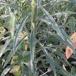 Erigeron canadensis Leaf