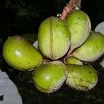 Sterculia recordiana ഫലം