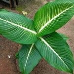 Dieffenbachia oerstedii Hoja