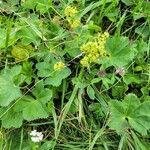 Alchemilla glabra Hábito