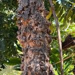 Swietenia macrophylla چھال