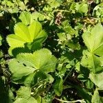 Alchemilla glabra Blad