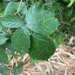 Rubus foliosus Blatt