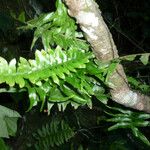 Arthropteris palisotii Blatt