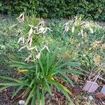 Agapanthus africanus Habit