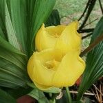 Anguloa clowesii Çiçek