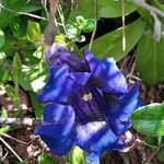 Gentiana acaulisBlomma