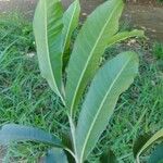 Chloroluma gonocarpa List