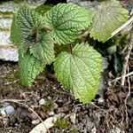 Urtica membranacea Habit