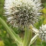 Eryngium yuccifolium Květ