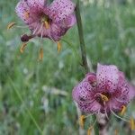 Lilium martagonBloem