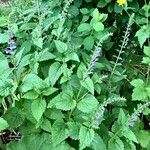 Scutellaria altissima Natur