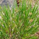 Carex nigra Habit