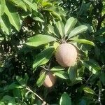 Manilkara zapota Fruit