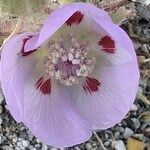 Eremalche rotundifolia Flower